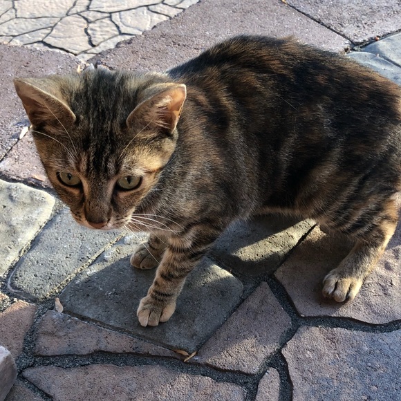 Posher Kathleen ❤️😻”Here, Kitty, kitty” - Picture 10 of 16